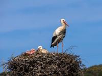Storchennest mit Jungvogel